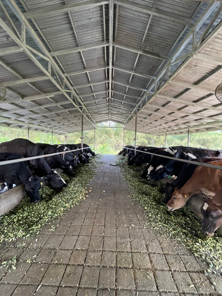 daily dairy cows portrait 3